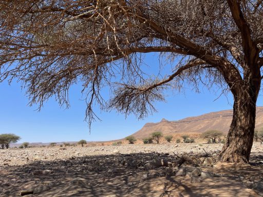 Trockenbaum mit feinen Ästen vor einer felsigen Wüstenlandschaft und blauem Himmel.